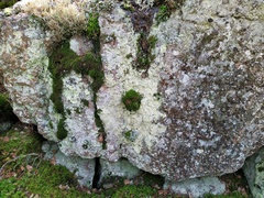 Lepraria membranacea