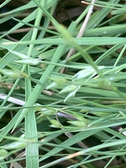 Juncus hybridus