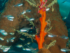 Ostorhinchus parvulus