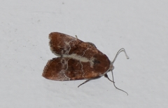 Hampsonodes mastoides