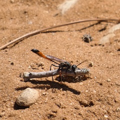 Ammophila heydeni