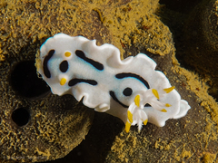 Chromodoris alcalai