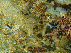 Chrysiptera rollandi