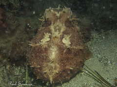 Octopus pallidus