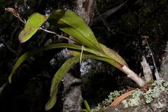 Polystachya mauritiana