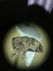 Conotrachelus seniculus