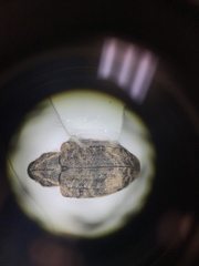 Conotrachelus seniculus