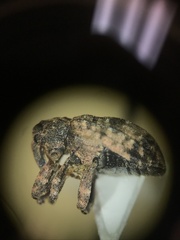 Conotrachelus seniculus