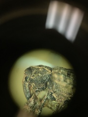 Conotrachelus seniculus