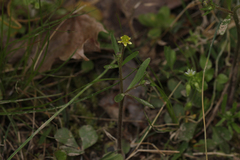 Ranunculus micranthus