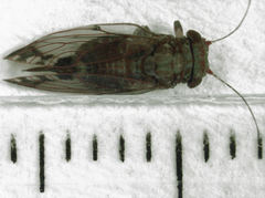 Phellopsylla formicosa