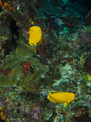 Chaetodon semeion
