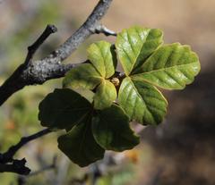 Searsia populifolia