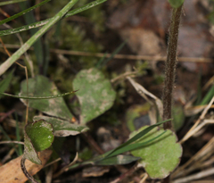 Ranunculus micranthus