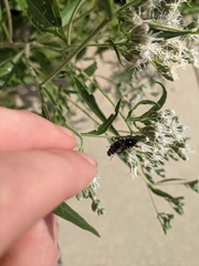 Phidippus audax