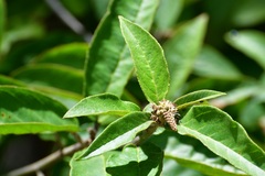 Croton adspersus
