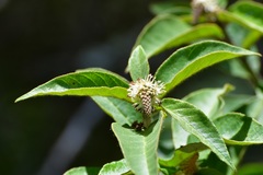 Croton adspersus