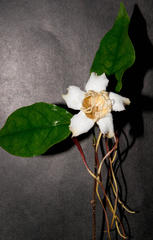 Strophanthus petersianus