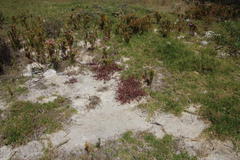 Salicornia natalensis