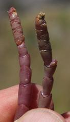 Salicornia natalensis