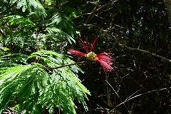 Calliandra houstoniana calothyrsus