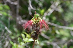 Calliandra houstoniana calothyrsus
