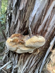 Pyrofomes demidoffii