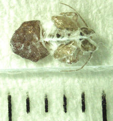 Phellopsylla formicosa