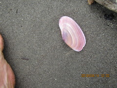 Gari lineolata