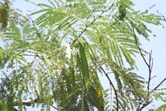 Leucaena diversifolia