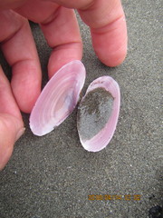 Gari lineolata