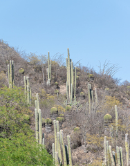 Cephalocereus senilis