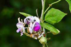 Ramirezella penduliflora