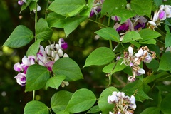 Ramirezella penduliflora