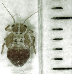 Phellopsylla formicosa