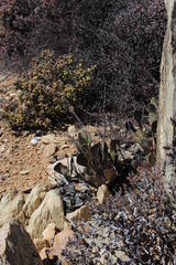 Adromischus alstonii