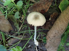 Volvariella nigrodisca