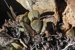 Adromischus alstonii