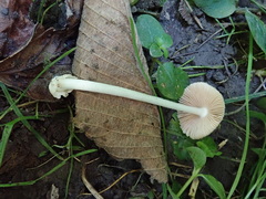 Volvariella nigrodisca