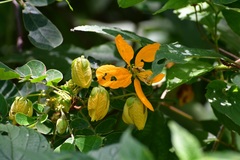 Senna skinneri