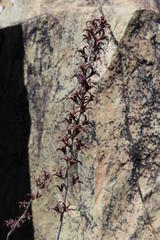 Adromischus alstonii