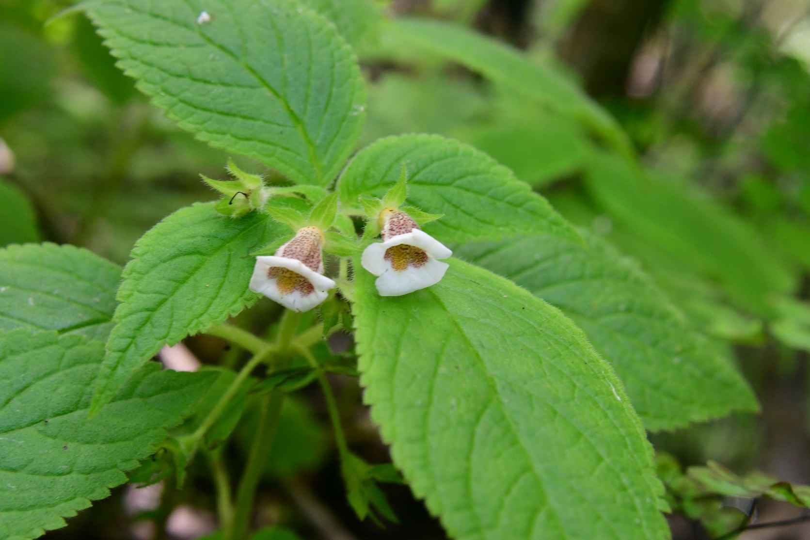 Achimenes warszewicziana