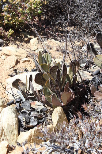 Adromischus alstonii