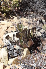 Adromischus alstonii