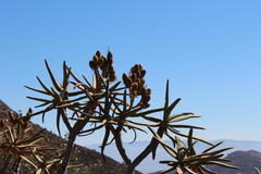 Aloidendron ramosissimum