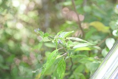 Salvia connivens