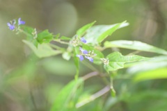 Salvia connivens
