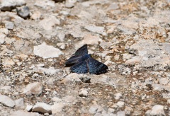Lasaia sessilis