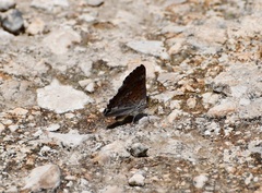 Lasaia sessilis