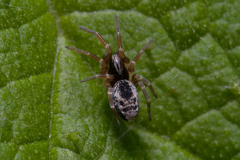 Dictyna uncinata